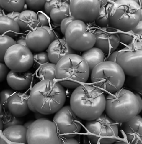 A cluster of tomatoes